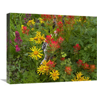 Orange Sneezeweed and Indian Paintbrush flowers in meadow, North America-Canvas Art-24"x20"