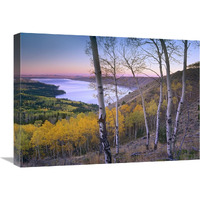 Aspen forest overlooking Fremont Lake, Bridger-Teton National Forest, Wyoming-Canvas Art-24"x18"