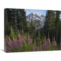 Fireweed flowering and Mount Rainier, Mount Rainier National Park, Washington-Canvas Art-24"x18"