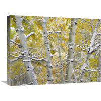 Snow-covered Aspen forest near Kebbler Pass, Gunnison National Forest, Colorado-Canvas Art-24"x18"