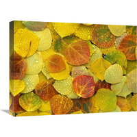 Fallen autumn colored Aspen leaves on the ground covered in dew droplets, Colorado-Canvas Art-24"x18"