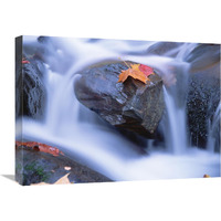 Autumn leaf on boulder, Little River, Great Smoky Mountains National Park, Tennessee-Canvas Art-24"x18"