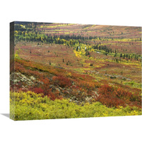 Autumn tundra with boreal forest, Tombstone Territorial Park, Yukon Territory, Canada-Canvas Art-24"x18"