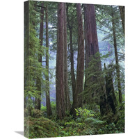 Old growth forest of Coast Redwood stand Del Norte Coast Redwoods State Park, California-Canvas Art-18"x24"