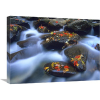 Autumn leaves on wet boulders in stream, Great Smoky Mountains National Park, North Carolina-Canvas Art-24"x18"