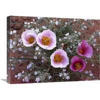 Sego Lily group, state flower of Utah with bulbous edible root, Canyonlands National Park, Utah-Canvas Art-24"x18"