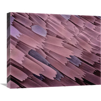 Indian Meal Moth wing detail at 210x magnification-Canvas Art-24"x20"