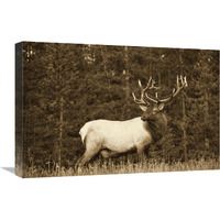 Elk or Wapiti male portrait, North America - Sepia-Canvas Art-24"x18"