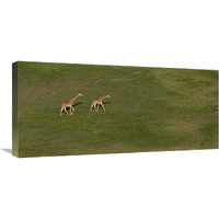 Rothschild Giraffe pair crossing grassland, native to Africa-Canvas Art-30"x13.8"