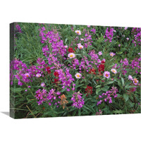 Fireweed Asters and Paintbrush , North America-Canvas Art-24"x18"