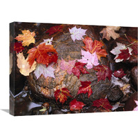 Maple leaves in Sable Creek, Pictured Rocks National Lakeshore, Michigan-Canvas Art-24"x18"