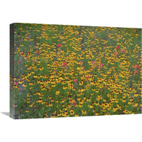 Paintbrush and coreopsis meadow, Hill Country, Texas-Canvas Art-24"x18"