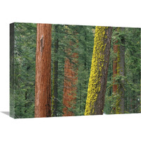 Giant Sequoia trees in Grant Grove, Sequoia National Park, California-Canvas Art-24"x18"