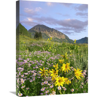 Orange Sneezeweed and Smooth Asters and Gothic Mountain, Colorado-Canvas Art-18"x24"