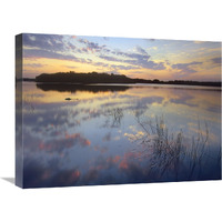 American Alligator in Paurotis Pond, Everglades National Park, Florida-Canvas Art-24"x18"