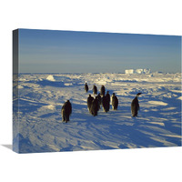 Emperor Penguin group walking on ice, Antarctica-Canvas Art-24"x18"