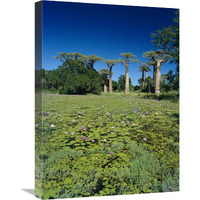 Grandidier"s Baobab trees and Water Lilies , Madagascar-Canvas Art-18"x24"