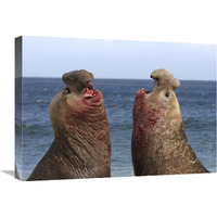 Southern Elephant Seal males competing, Falkland Islands-Canvas Art-24"x18"