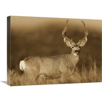 Mule Deer male in dry grass, North America - Sepia-Canvas Art-24"x18"