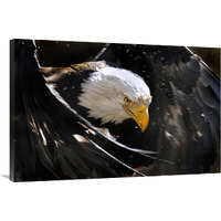 Bald Eagle Bath III-Canvas Art-40"x26.8"