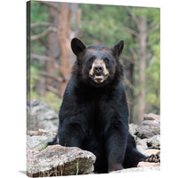 Resting Bear-Canvas Art-27.72"x36"