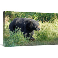 Searching at First Light-Canvas Art-30"x19.5"