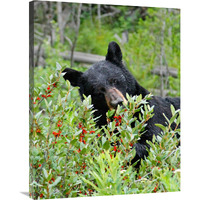 Tasting the Berries-Canvas Art-28.08"x36"