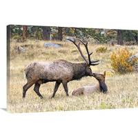 The First Kiss-Canvas Art-36"x24.12"