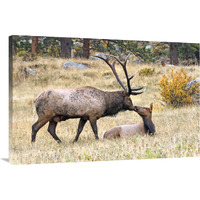 The First Kiss-Canvas Art-40"x26.8"