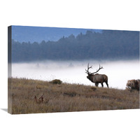 In to the Fog-Canvas Art-30"x20.1"