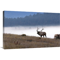 In to the Fog-Canvas Art-36"x24.12"