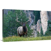 Early Riser-Canvas Art-36"x24.12"