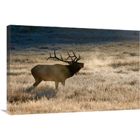 Morning Chill-Canvas Art-36"x24.12"