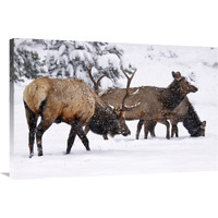 The Long Trek Home-Canvas Art-40"x26.8"