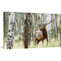 Elk in the Aspens-Canvas Art-30"x19.5"