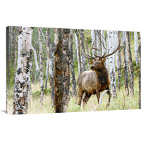 Elk in the Aspens-Canvas Art-40"x26"