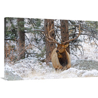 Winter Morning-Canvas Art-40"x26.8"