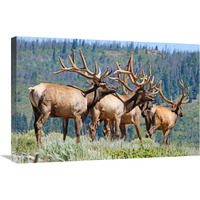 Herd in Velvet-Canvas Art-30"x20.1"