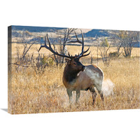 Morning Breath-Canvas Art-30"x20.1"