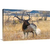 Morning Breath-Canvas Art-36"x24.12"