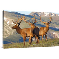 Teh Summer Range-Canvas Art-40"x26.8"