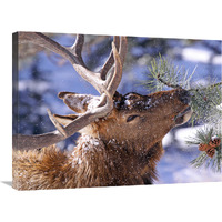 Winter Feeding-Canvas Art-30"x22.5"