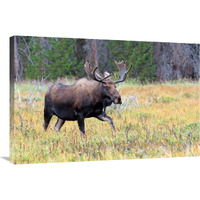 Bull Moose Meadow-Canvas Art-36"x24.12"