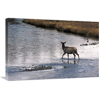 Cow Elk Crossing-Canvas Art-30"x20.1"