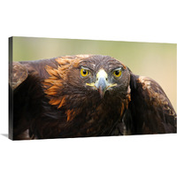 Ready for Flight-Canvas Art-36"x21.96"