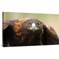 Ready for Flight-Canvas Art-44"x26.84"