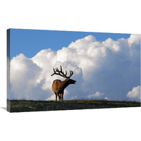 Elk and the Gathering Storm-Canvas Art-36"x22.32"