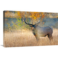 Bull Elk Steamer-Canvas Art-30"x20.1"