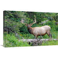 Ready to Run-Canvas Art-30"x20.1"