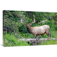 Ready to Run-Canvas Art-36"x24.12"